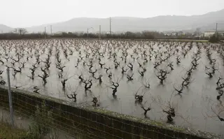 Viñedos del Bierzo afectados por el temporal de lluvia | ICAL