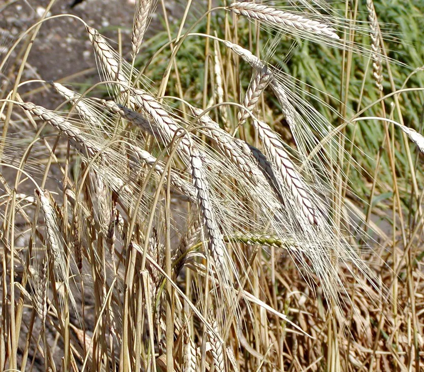 Trigo Rubión, Triticum turgidum