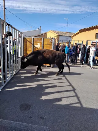 Toro del cajón de Cantalapiedra
