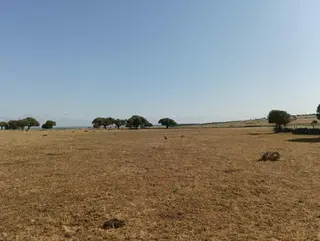 Ataque de buitres en Salamanca
