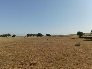 Ataque de buitres en Salamanca