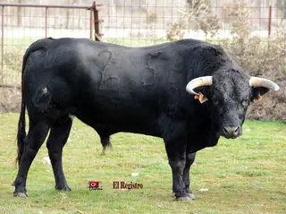 P. Población 25