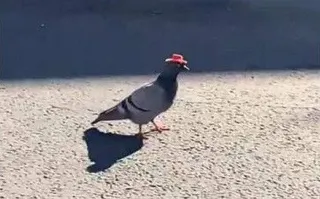 Palomas