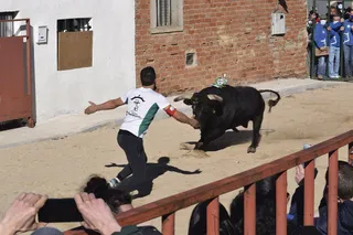 Toro de San Blas de Babilafuente
