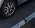 Heces entre los coches aparcados en la calle Isabeles