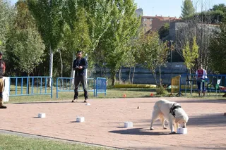Prueba de detección deportiva de perros