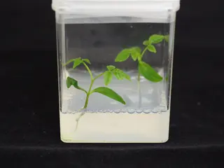 Ejemplares de fresno al inicio de su desarrollo en el laboratorio. Foto de Sergio Cerezo