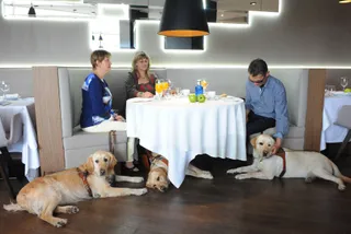 Perros guía de la Fundación ONCE