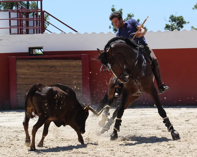 bribon en el campo