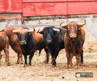 Ambiente durante el sorteo de los astados de Domingo Hernández en La Glorieta | Imagen BMF TOROS