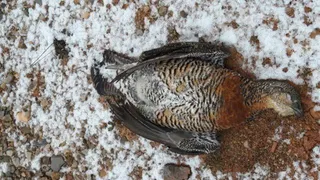 El misterioso urogallo muerto que pone en jaque la mayor zona eólica de León