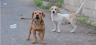 Perros callejeros | EP