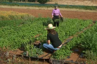 El PSOE insta a la Junta a aprovechar el consenso con el sector agrario y la oposición