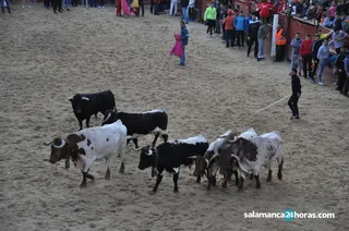 Capea vespertina Carnaval del Toro (76)
