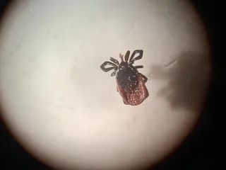 Garrapata del Programa de Control y prevención de antropozoonosis transmitidas por garrapatas | S24h