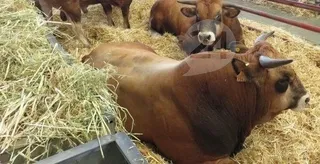 Béjar recibe mayo disfrutando de su Feria de Ganado