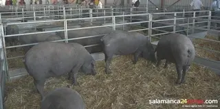 Ciudadanos cree que la instalación de biodigestores solucionaría el problema del tratamiento de purín y estiércoles