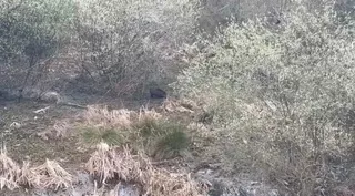 Un jabalí en la ribera del río Tormes