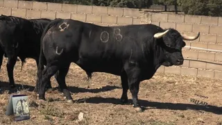 Toros del Puerto de San Lorenzo, feria del Pilar 2018