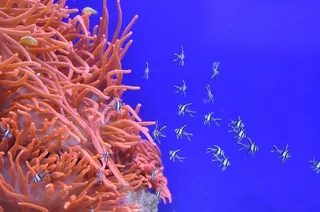 Coral Living color del año