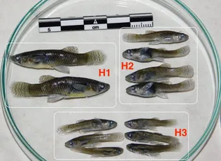 Por primera vez un pez invasor se reproduce en el Lago de Sanabria