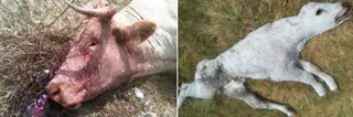 Más de un centenar de buitres matan a una vaca y un becerro en Espadaña