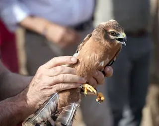 Ejemplar de aguilucho cenizo. Foto Rubén Cacho | EP