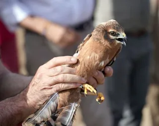 Ejemplar de aguilucho cenizo. Foto Rubén Cacho | EP