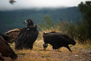 Acebo (a la izquierda) y Arca son la primera pareja de buitre negro que ha visto nacer su pollo. Archivo