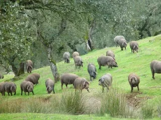 El Tribunal Supremo desestima los recursos sobre el etiquetado del ibérico