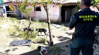 La Guardia Civil en uno de los registros a la supuesta protectora. Foto Guardia Civil