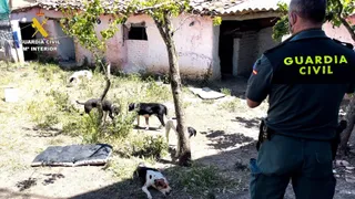 La Guardia Civil en uno de los registros a la supuesta protectora. Foto Guardia Civil