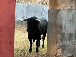 Tercer astado de la ganadería de Sánchez y Sánchez para Guillermo Hermoso de Mendoza