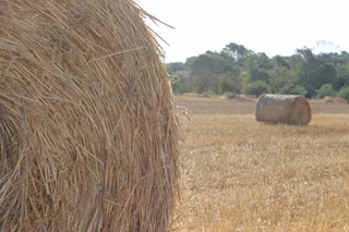Paquete de alfalfa. Foto EP