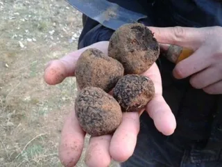 Trufas