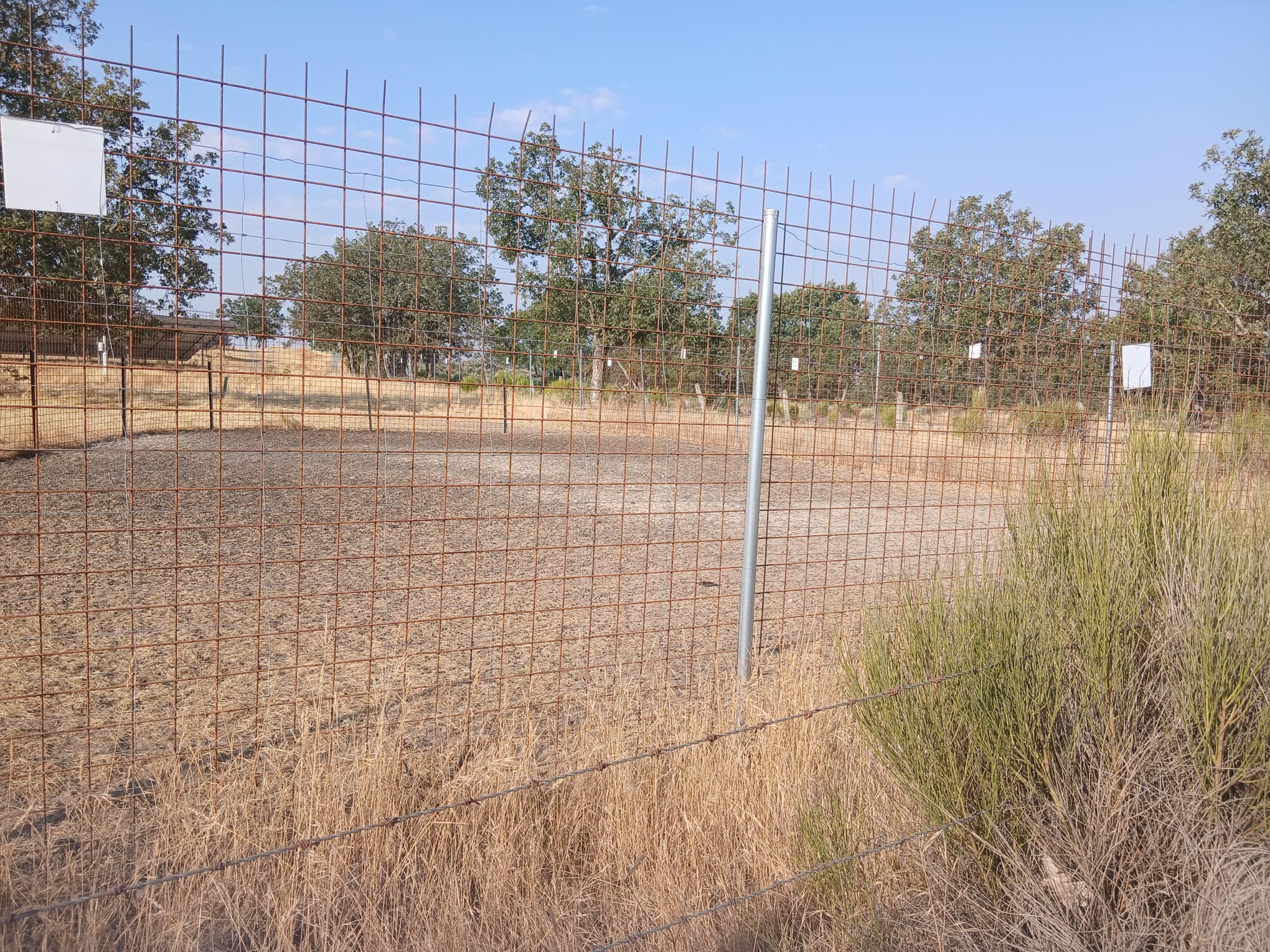 Corraleta Donde Estaban Las Ovejas Guardadas En El Momento Del Ataque El Lobo En Una Explotaci&oacute;n De Pere&ntilde;a De La Ribera