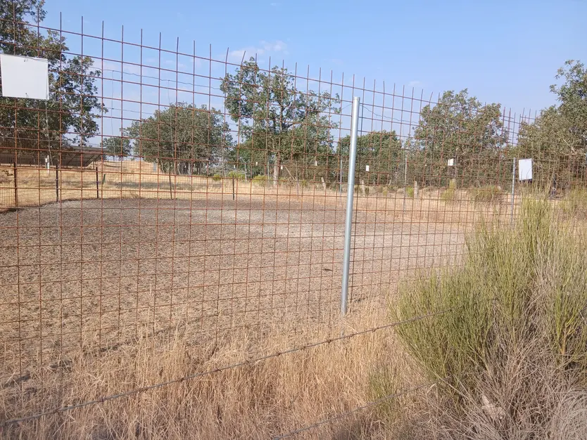 Corraleta Donde Estaban Las Ovejas Guardadas En El Momento Del Ataque El Lobo En Una Explotación De Pereña De La Ribera