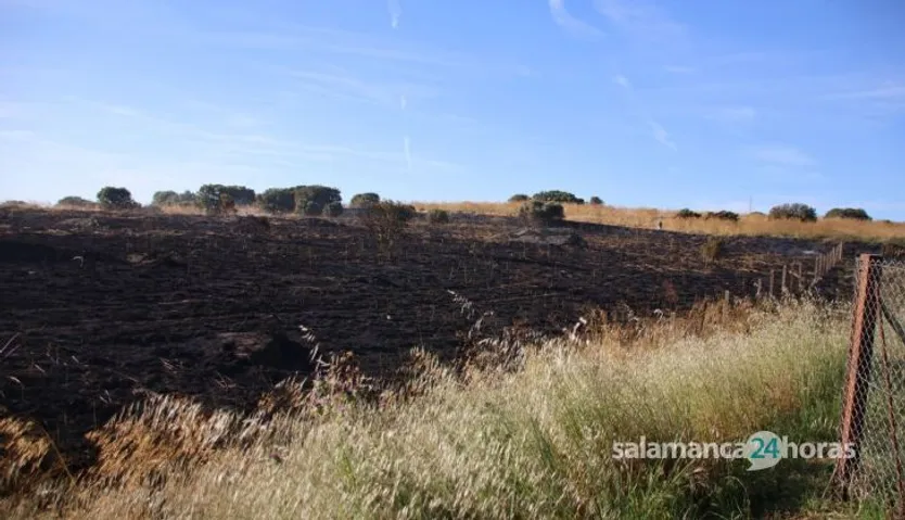 Incendio de pasto en mozarbez
