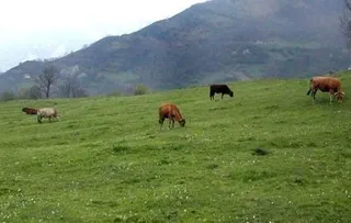 Preocupación en el sector por la definición de pastos en la nueva PAC