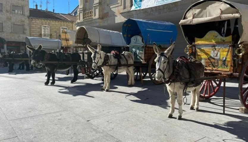 Carros arrieros en la Plaza Mayor de Guijuelo | Ayuntamiento de Guijuelo