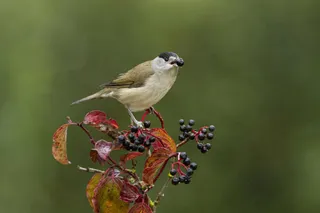 Un pájaro junto a semillas.