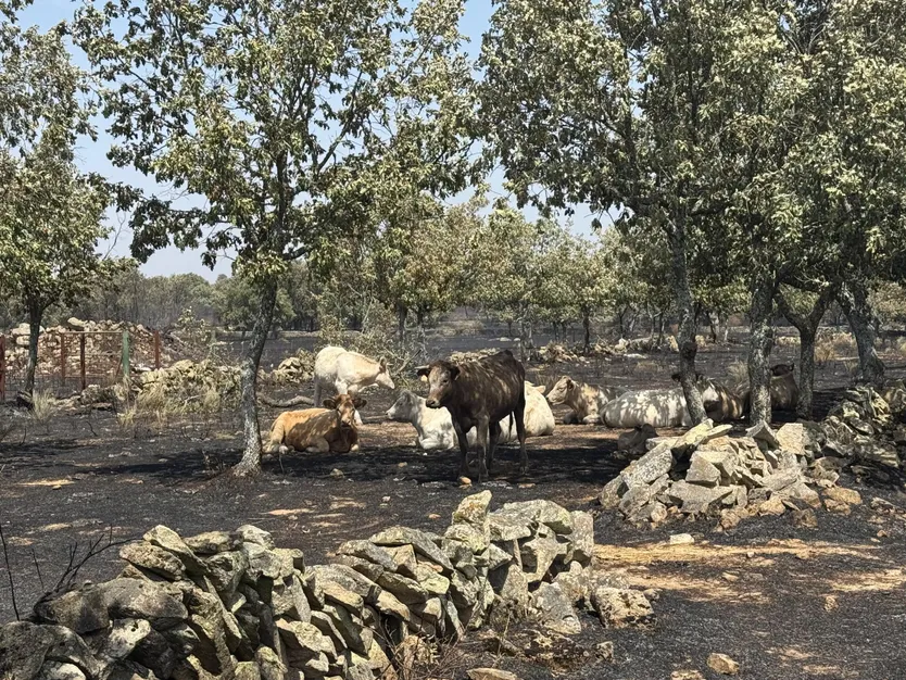 Ganado en las zonas quemadas durante el incendio de Cipérez