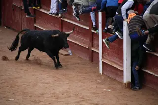 Toro del Aguardiente Ciudad Rodrigo 2025