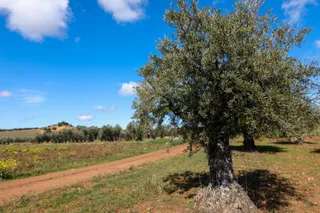 Un olivo en las inmediaciones de la localidad de Campo Real. Foto de archivo