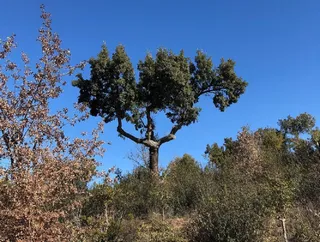 Valdelosa alcornocales