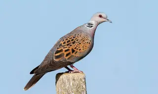 Tórtola europea. Foto EP