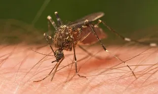 1535354453 2039 Mosquito Tasmania crop