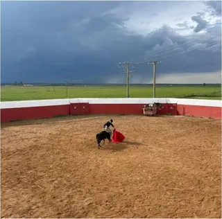bolsintaurino