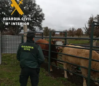 28 11 2018 maltrato