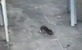 Una rata avistada en la plaza de la Fuente